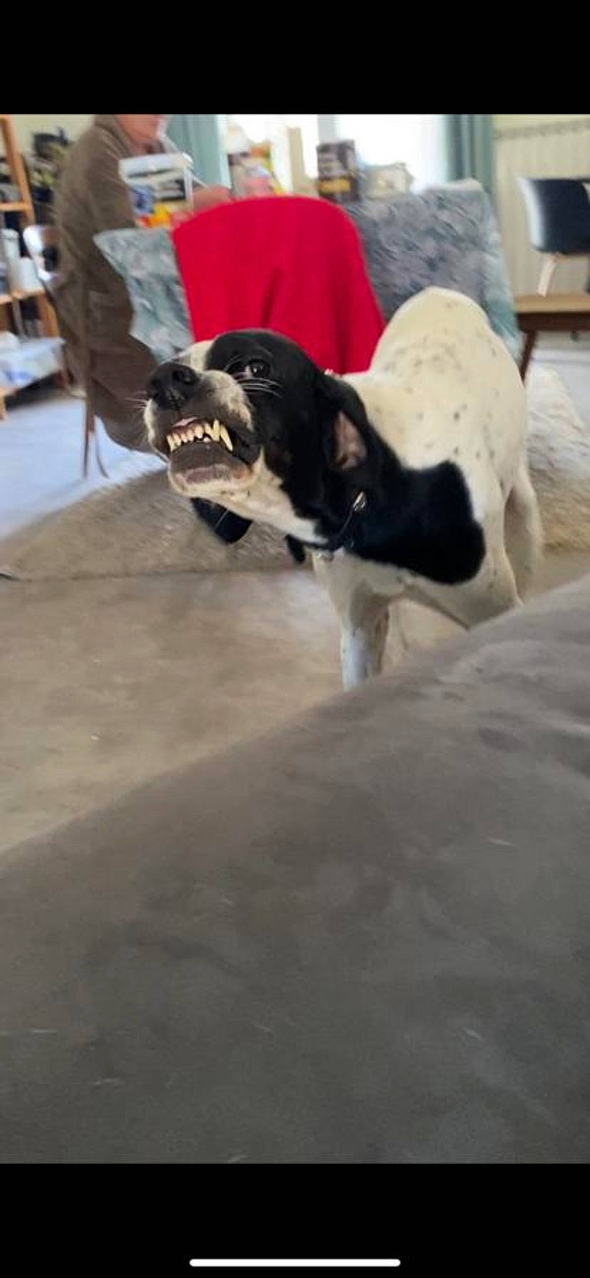 Léo a rejoint le concours — aidez-le/la à gagner de superbes lots ! canidae, carnivore, collar, companion_dog, dog, dog_breed, fawn, floor, flooring, fur, guard_dog, hardwood, leash, pointer, snout, sporting_group, tail, wood, working_animal, working_dog