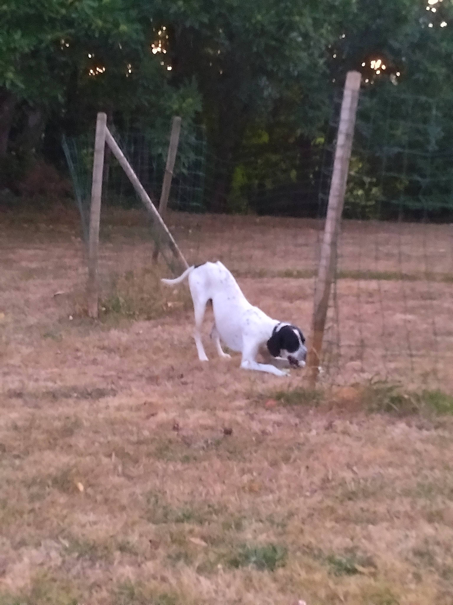 Léo participe au concours pour gagner de l'argent avec cette photo : canidae, carnivore, collar, companion_dog, dog, dog_breed, dog_supply, fawn, grass, non_sporting_group, pet_supply, plant, recreation, soil, sporting_group, tail, terrestrial_animal, tree