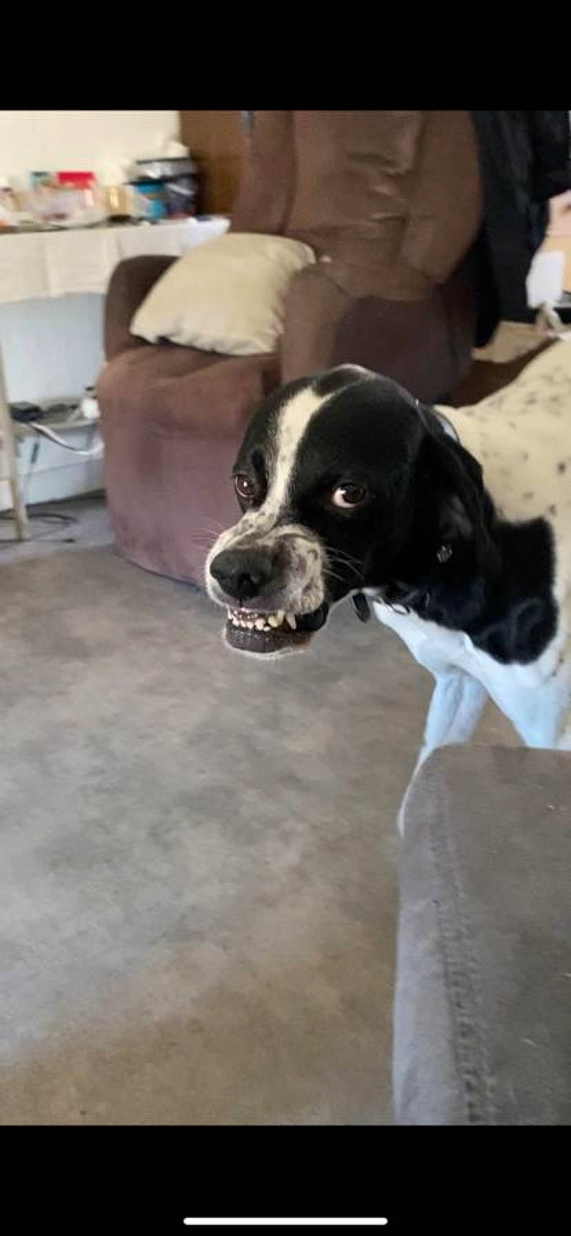 Léo participe au concours pour gagner de l'argent avec cette photo : canidae, carnivore, chair, companion_dog, dog, dog_breed, door, flooring, fur, hardwood, non_sporting_group, snout, sporting_group, window, working_animal