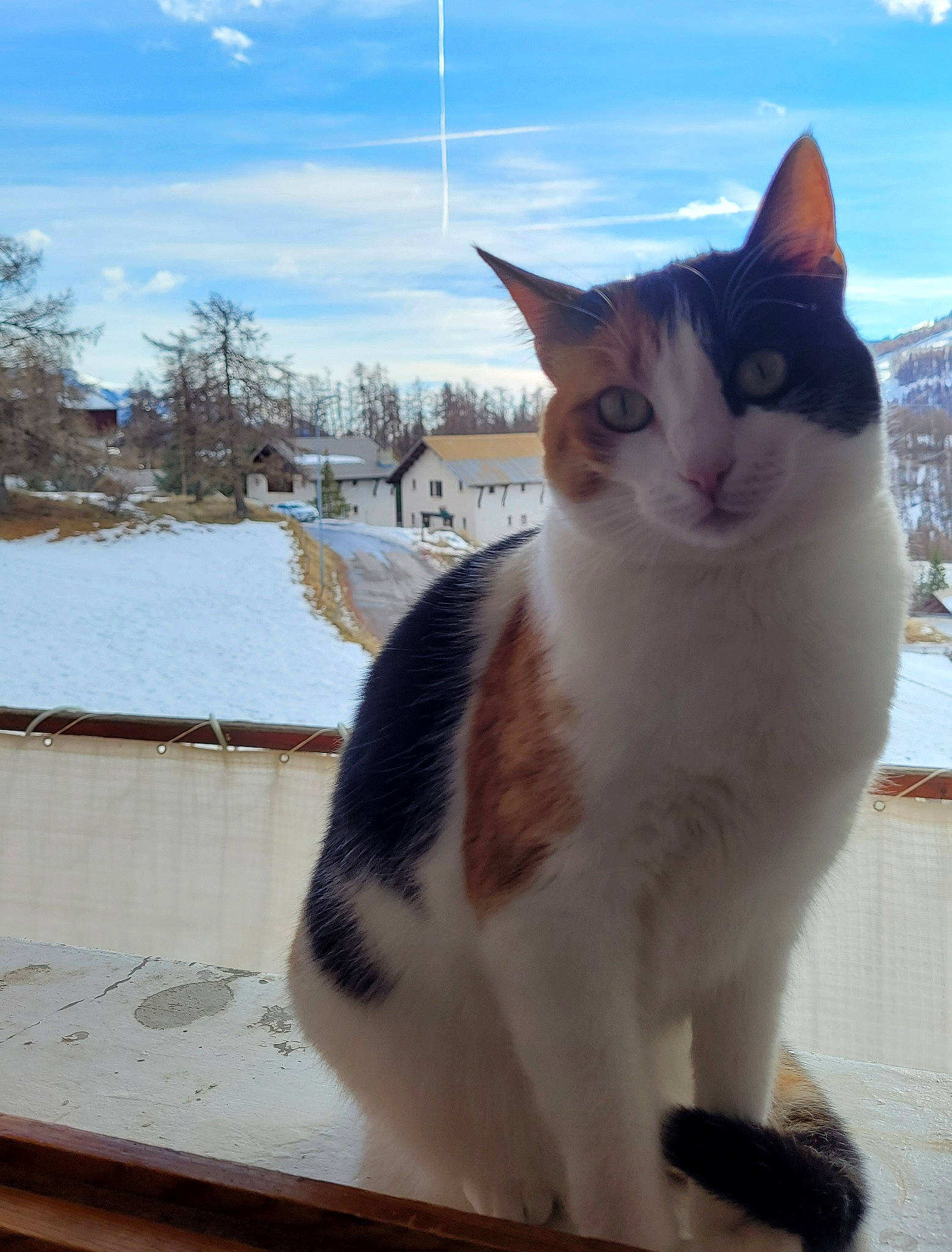 Pixel participe au concours pour gagner de l'argent avec cette photo : carnivore, cat, cloud, domestic_short_haired_cat, eye, felidae, fur, paw, plant, sky, small_to_medium_sized_cats, snout, snow, tail, tree, whiskers, window, windshield, winter, wood