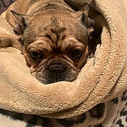 Daisy is registered to the contest to win money with this photo: dog, bulldog, blanket, cozy, snuggled, fur, pet, wrinkles, sleepy, cute, animal, indoors, closeup, resting, soft, warm, comfort, mammal, face, expression