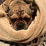 dog, bulldog, blanket, cozy, snuggled, fur, pet, wrinkles, sleepy, cute, animal, indoors, closeup, resting, soft, warm, comfort, mammal, face, expression