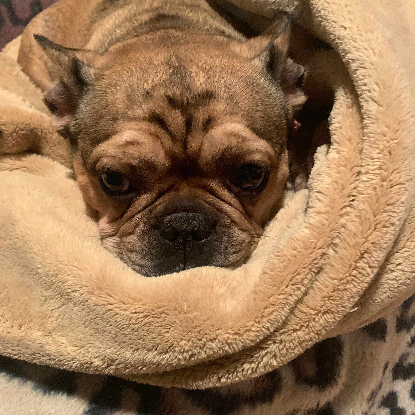Daisy is registered to the contest to win money with this photo: animal, blanket, bulldog, closeup, comfort, cozy, cute, dog, expression, face, fur, indoors, mammal, pet, resting, sleepy, snuggled, soft, warm, wrinkles