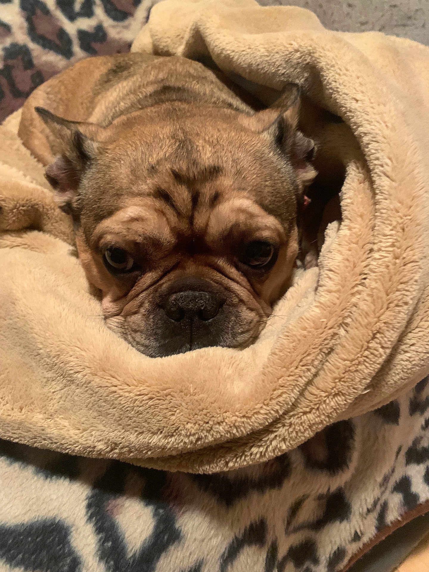 Daisy is registered to the contest to win money with this photo: dog, bulldog, blanket, cozy, snuggled, fur, pet, wrinkles, sleepy, cute, animal, indoors, closeup, resting, soft, warm, comfort, mammal, face, expression