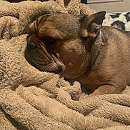 Daisy Wright is registered to the contest to win money with this photo: animal, bedroom, blanket, brown, canine, comfort, cozy, cute, dog, ears, fur, indoor, pet, portrait, relaxation, resting, sleepy, snout, soft, warm