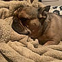 animal, bedroom, blanket, brown, canine, comfort, cozy, cute, dog, ears, fur, indoor, pet, portrait, relaxation, resting, sleepy, snout, soft, warm