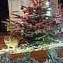 Seven a rejoint le concours — aidez-le/la à gagner de superbes lots ! artwork, cat, christmas_tree, curious_cat, decorations, festive, frosted_branches, ground_lighting, holiday, lights, night, orange_cat, ornaments, outdoor, pine_tree, red_balls, seasonal, sketches, twinkling_lights, winter