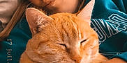 Seven participe au concours pour gagner de l'argent avec cette photo : casual_clothing, cat, close_up, comfort, cozy, cute, feline, girl, hand, happy, home, indoor, orange_tabby, pet, portrait, relaxed, resting, snuggling, soft_light, young_person