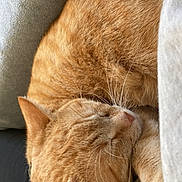 Seven participe au concours pour gagner de l'argent avec cette photo : animal, cat, closeup, cozy, cute, domestic_animal, ear, feline, fur, indoor, nap, orange_cat, peaceful, pet, relaxation, resting, sleeping, soft_texture, warm, whiskers