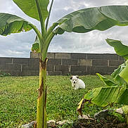 Chanel participe au concours pour gagner de l'argent avec cette photo : puppy, dog, grass, banana_plant, tree, outdoor, cloudy_sky, stone_wall, greenery, small_animal, nature, young_dog, plant_stem, leaf, garden, cute, pet, animal, field, sky