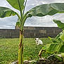 animal, banana_plant, cloudy_sky, cute, dog, field, garden, grass, greenery, leaf, nature, outdoor, pet, plant_stem, puppy, sky, small_animal, stone_wall, tree, young_dog