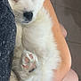 animal, arms, close_up, cozy, cute, dog, fluffy, holding, indoor, paw, person, pet, pink_paw_pads, puppy, relaxed, resting, sleeping, soft, tile_floor, white