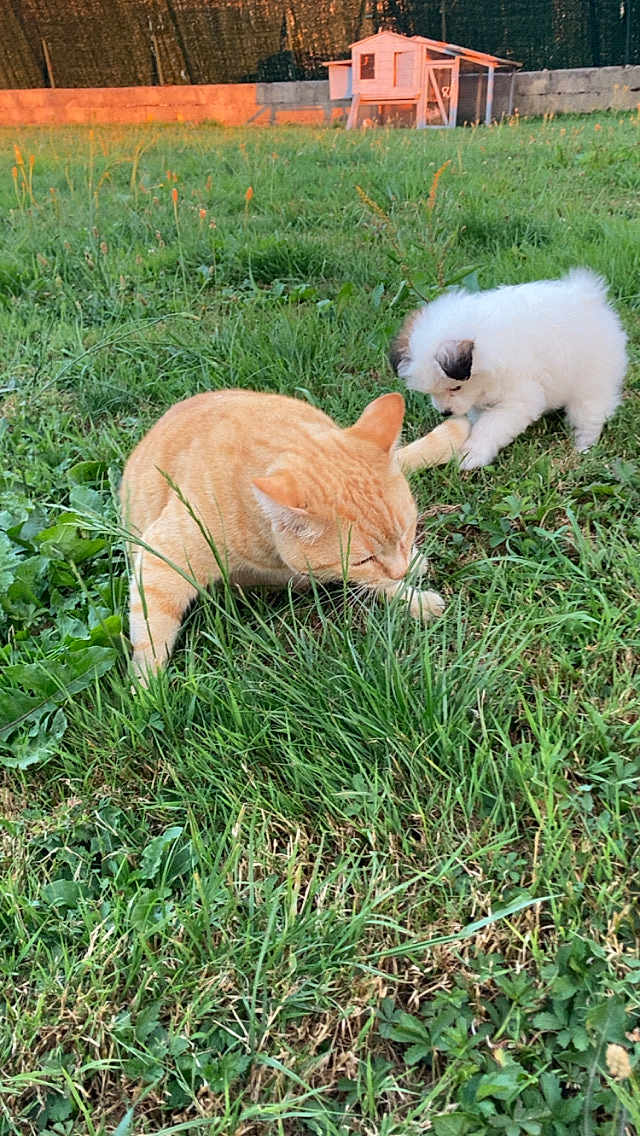 Chanel participe au concours pour gagner de l'argent avec cette photo : grass, outdoor, cat, puppy, animal, pet, greenery, nature, playful, young, cute, fur, small, field, sunlight, wooden_shed, curious, garden, mammal, domestic