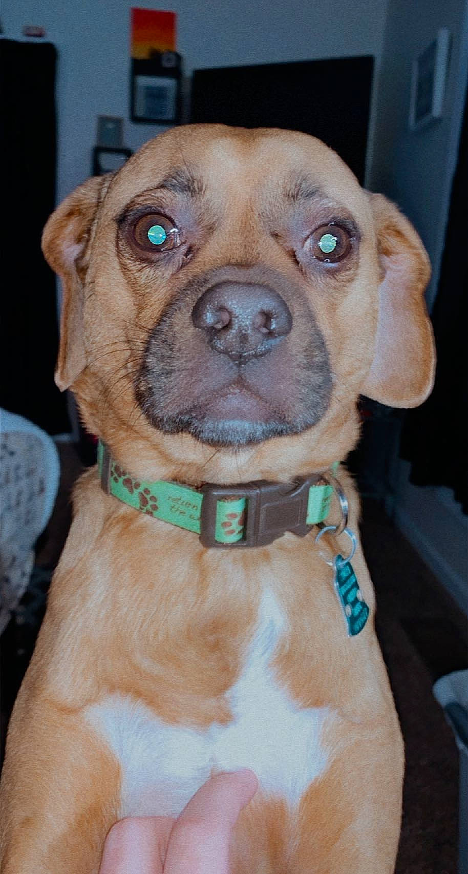 Auggie joined the competition — help win amazing prizes! canidae, carnivore, collar, companion_dog, dog, dog_breed, dog_collar, fawn, firefighter, fur, guard_dog, liver, pet_supply, puppy, snout, sporting_group, whiskers, working_animal, working_dog, wrinkle