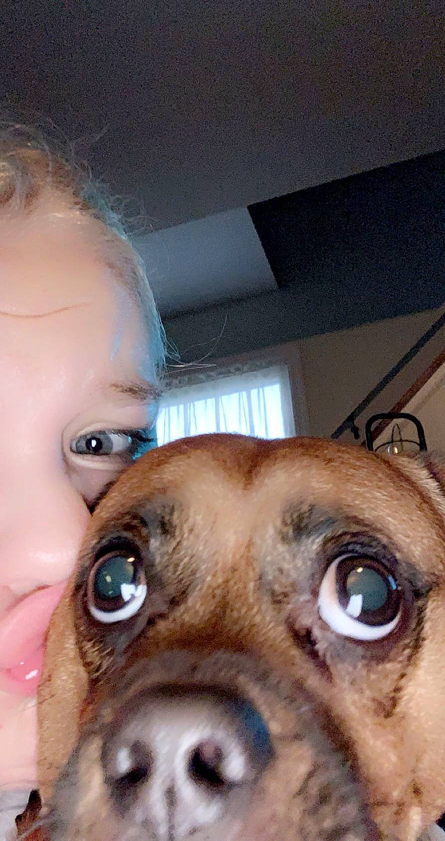 Auggie joined the competition — help win amazing prizes! brown, carnivore, companion_dog, dog, dog_breed, ear, eyelash, fawn, fur, iris, jaw, liver, nose, organ, snout, sporting_group, sunglasses, whiskers, window, working_animal