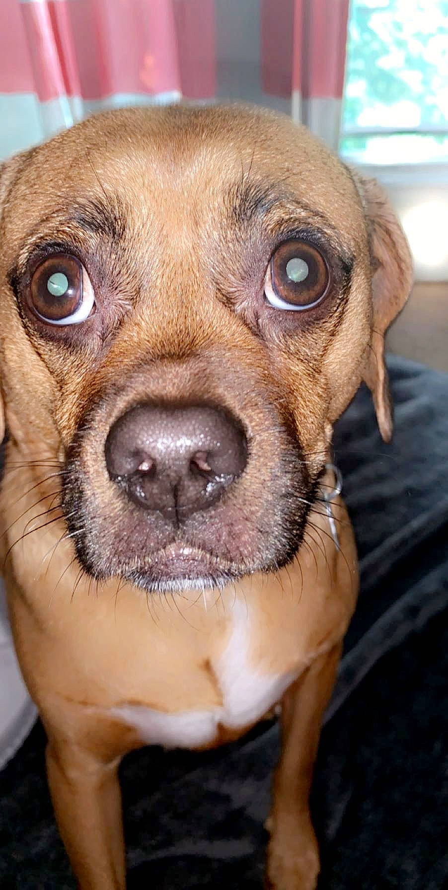 Auggie is registered to the contest to win money with this photo: canidae, carnivore, close_up, companion_dog, dog, dog_breed, eye, fawn, fur, head, iris, liver, snout, sporting_group, terrestrial_animal, whiskers, working_animal, working_dog, wrinkle