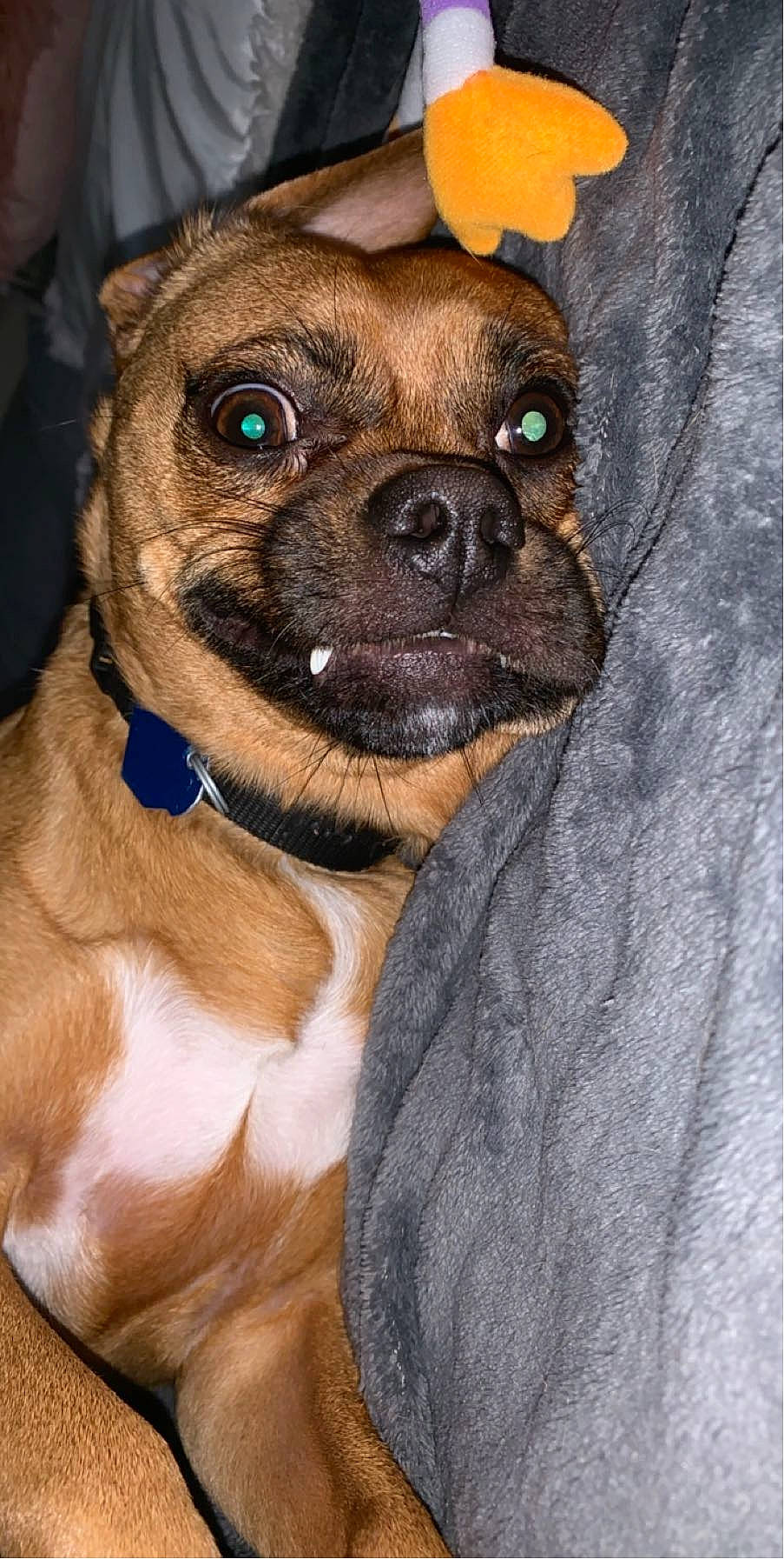 Auggie joined the competition — help win amazing prizes! boxer, canidae, carnivore, collar, companion_dog, dog, dog_breed, dog_collar, fur, guard_dog, liver, pet_supply, puppy, sporting_group, terrestrial_animal, toy_dog, whiskers, working_animal, working_dog, wrinkle