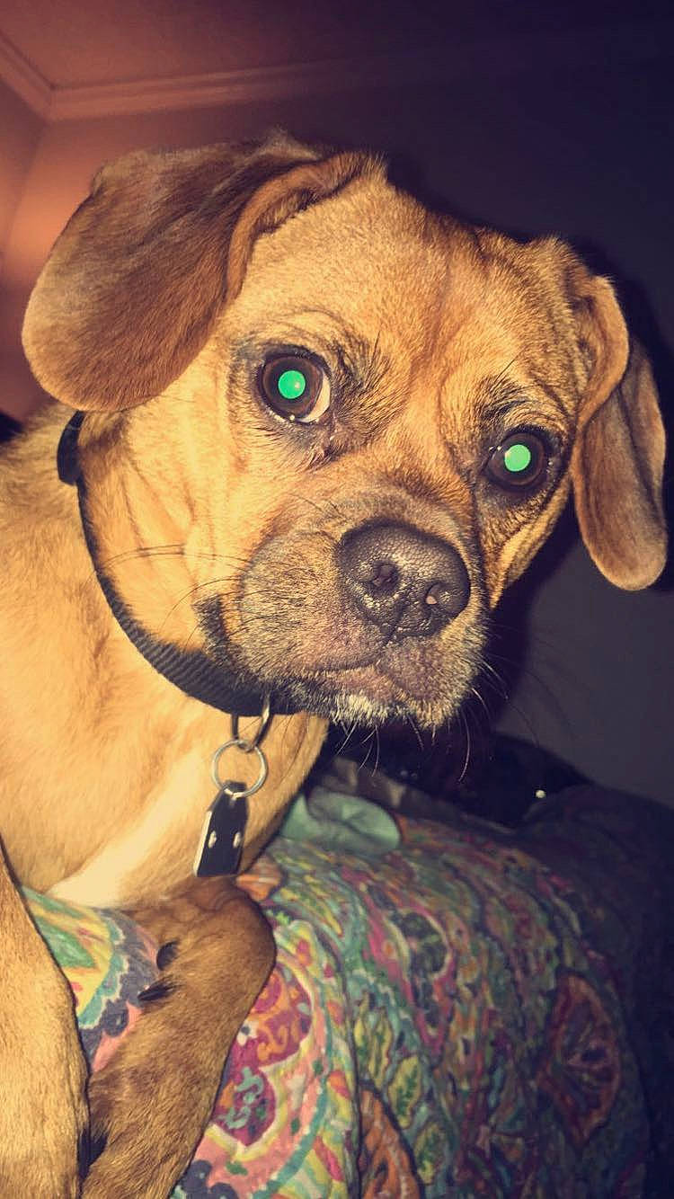 Auggie is registered to the contest to win money with this photo: canidae, carnivore, companion_dog, dog, dog_breed, dog_collar, ear, fawn, fur, liver, non_sporting_group, puppy, snout, sporting_group, t_shirt, toy_dog, whiskers, working_animal, wrinkle