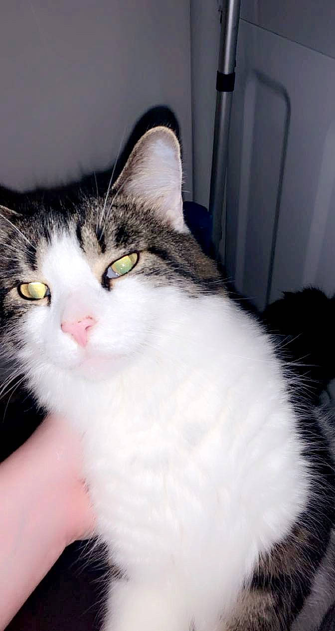 Arnold is registered to the contest to win money with this photo: carnivore, cat, domestic_short_haired_cat, felidae, fur, mammal, paw, small_to_medium_sized_cats, snout, tail, whiskers, window