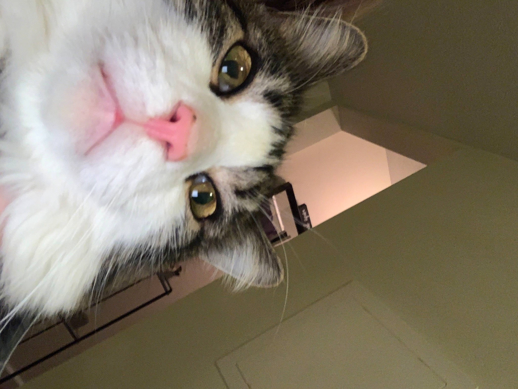 Arnold joined the competition — help win amazing prizes! carnivore, cat, claw, comfort, domestic_short_haired_cat, ear, felidae, fur, paw, small_to_medium_sized_cats, snout, tail, whiskers