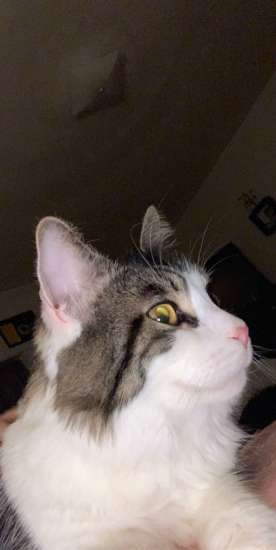 Arnold joined the competition — help win amazing prizes! carnivore, cat, domestic_short_haired_cat, ear, felidae, fur, paw, small_to_medium_sized_cats, snout, tail, whiskers, window