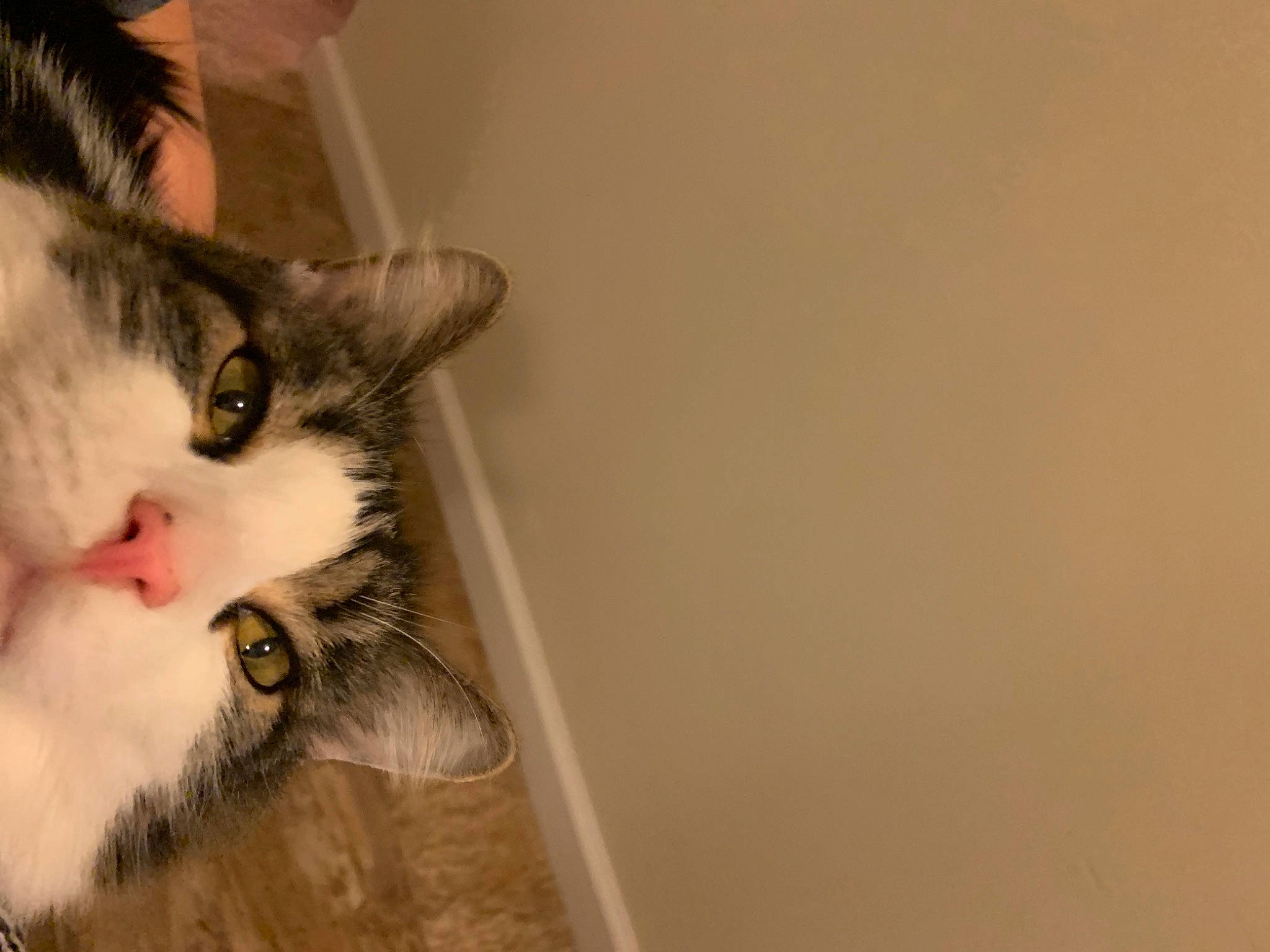 Arnold joined the competition — help win amazing prizes! cardboard, carnivore, cat, domestic_short_haired_cat, eye, eyelash, felidae, fur, paw, plant, shelf, small_to_medium_sized_cats, tree, whiskers, wood