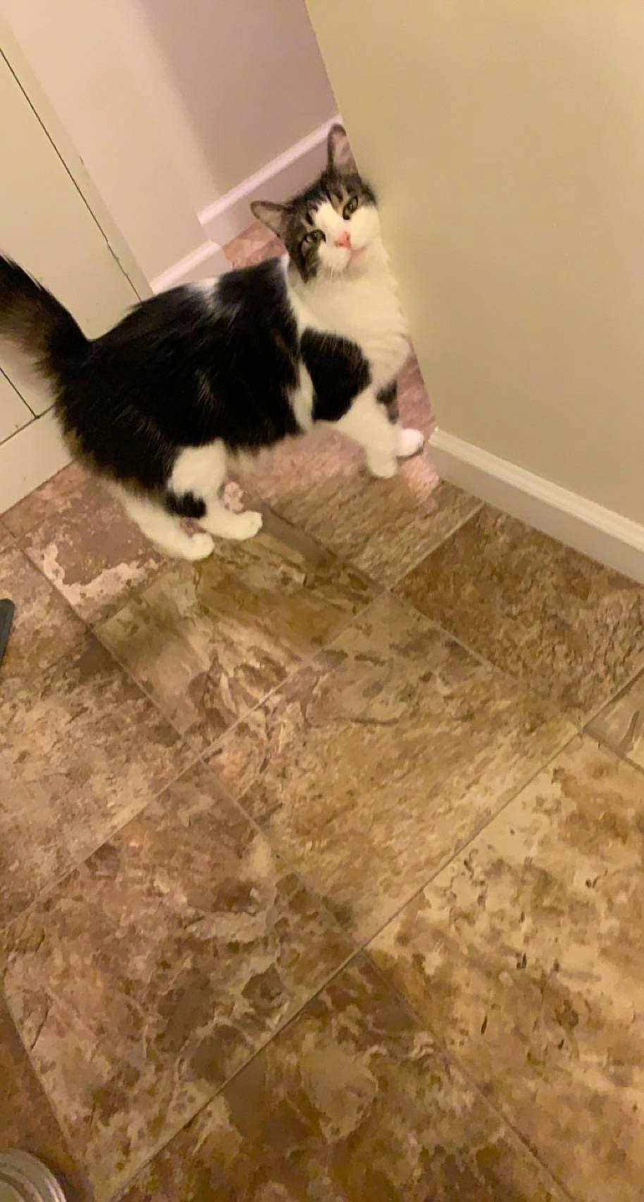 Arnold joined the competition — help win amazing prizes! carnivore, cat, companion_dog, domestic_short_haired_cat, felidae, floor, flooring, fur, hardwood, human_leg, laminate_flooring, room, small_to_medium_sized_cats, stairs, tail, tile_flooring, whiskers, wood, wood_flooring, wood_stain