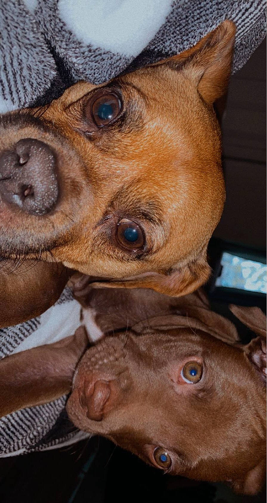 Margo is registered to the contest to win money with this photo: brown, canidae, carnivore, collar, companion_dog, dog, dog_breed, ear, fawn, fur, liver, non_sporting_group, snout, sporting_group, toy_dog, whiskers, working_animal, wrinkle