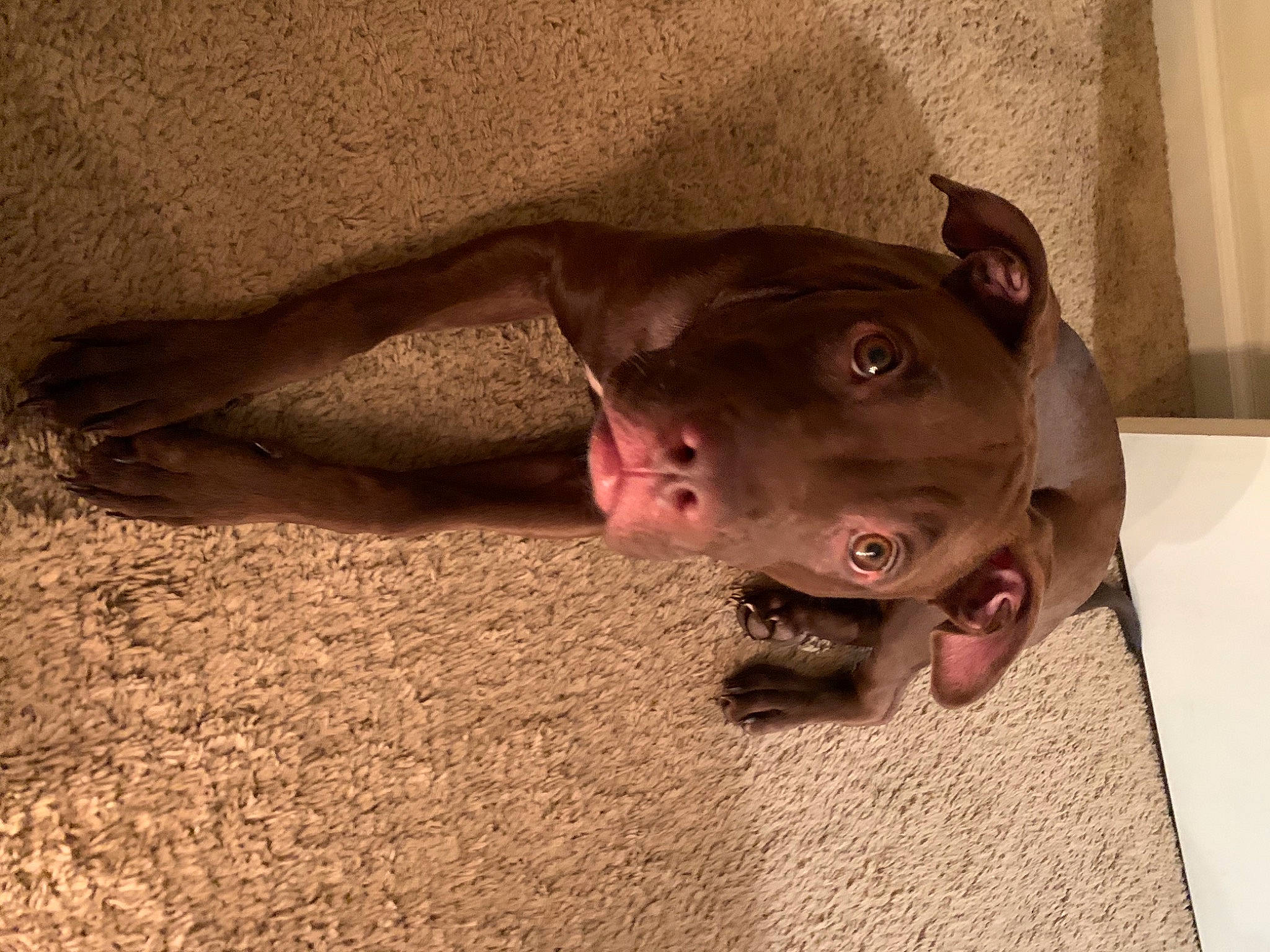 Margo is registered to the contest to win money with this photo: canidae, carnivore, companion_dog, dog, dog_breed, fawn, liver, non_sporting_group, shadow, snout, soil, sporting_group, tail, terrestrial_animal, whiskers, wood, working_animal