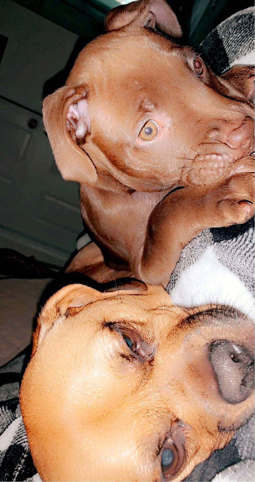 Margo is registered to the contest to win money with this photo: art, chest, chin, ear, eyebrow, eyelash, fawn, forehead, gesture, human_body, jaw, lip, mouth, neck, nose, sculpture, skin, smile, snout, wrinkle