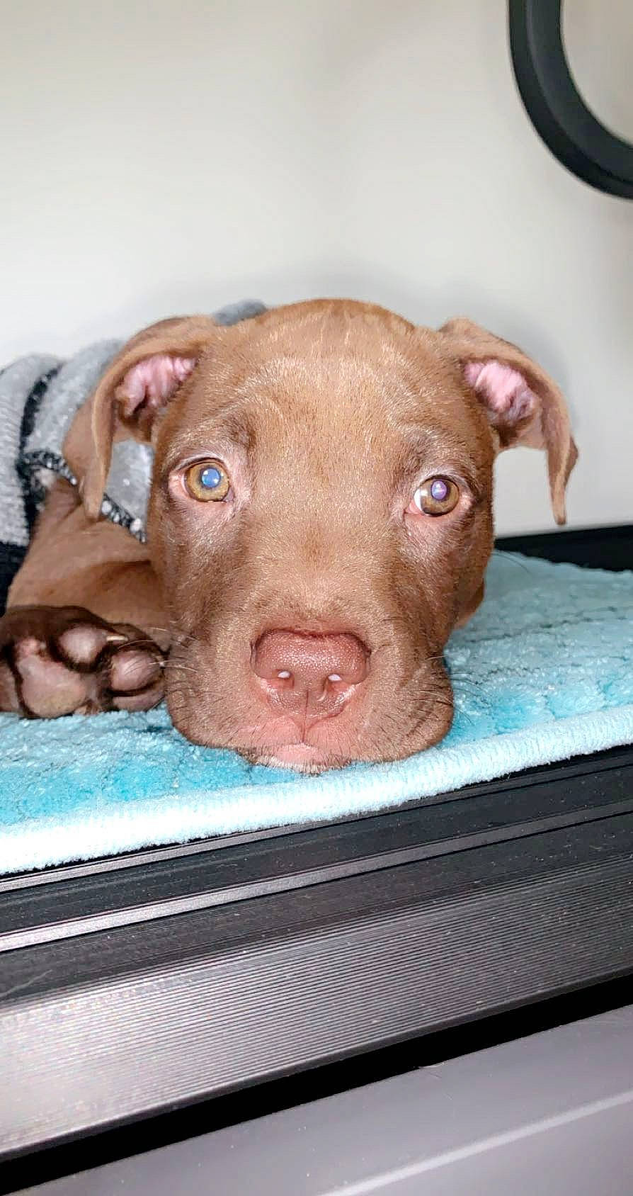 Margo is registered to the contest to win money with this photo: canidae, carnivore, companion_dog, cuisine, dog, dog_breed, fawn, liver, non_sporting_group, snout, sporting_group, terrestrial_animal, whiskers, wood, working_animal