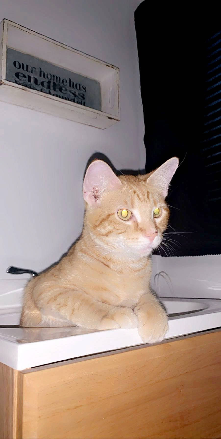 Simba joined the competition — help win amazing prizes! box, carnivore, cat, computer_keyboard, domestic_short_haired_cat, fawn, felidae, fur, hardwood, paw, pet_supply, plywood, room, sitting, small_to_medium_sized_cats, snout, table, tail, whiskers, wood