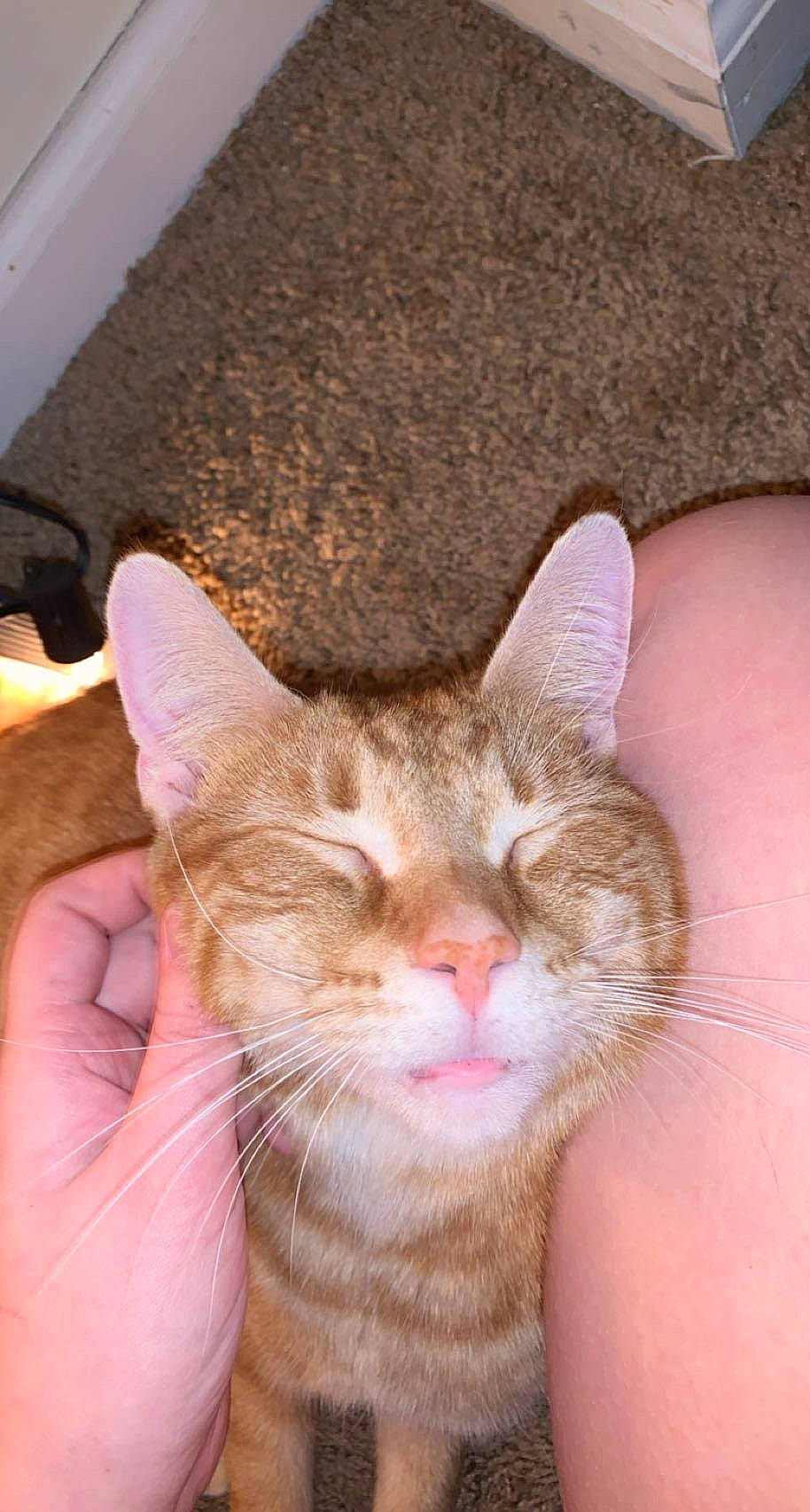 Simba is registered to the contest to win money with this photo: carnivore, cat, comfort, domestic_short_haired_cat, ear, fawn, felidae, finger, fur, gesture, hand, nail, skin, small_to_medium_sized_cats, snout, thumb, whiskers