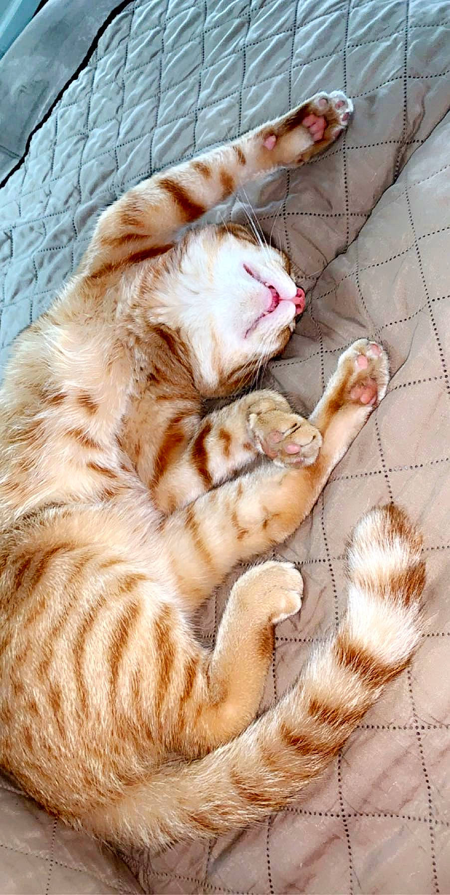 Simba is registered to the contest to win money with this photo: carnivore, cat, claw, comfort, domestic_short_haired_cat, fawn, felidae, foot, fur, gesture, mammal, nap, paw, small_to_medium_sized_cats, snout, tail, tree, whiskers, wildlife, wood