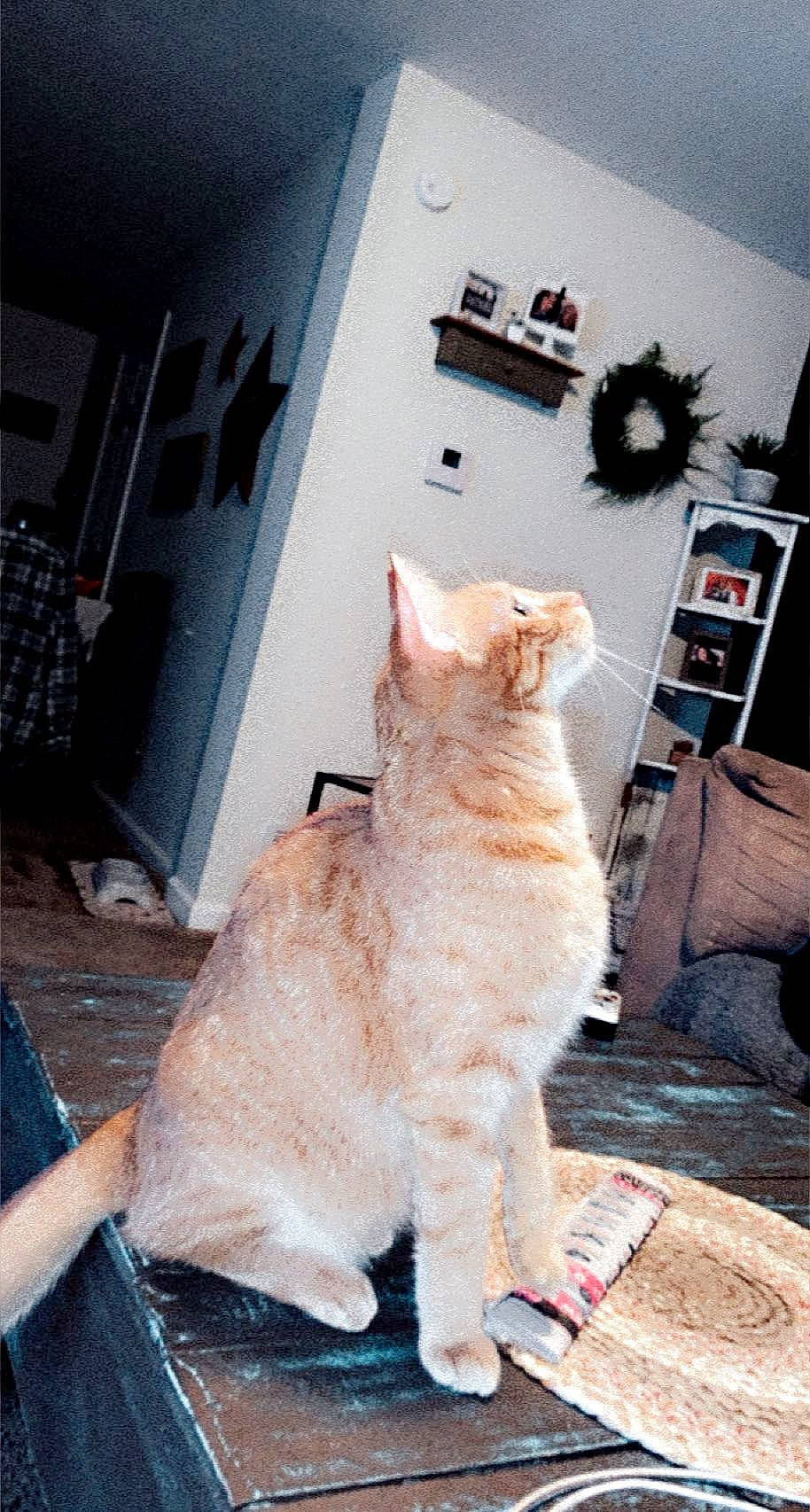 Simba joined the competition — help win amazing prizes! carnivore, cat, claw, comfort, domestic_short_haired_cat, fawn, felidae, flooring, foot, fur, human_leg, paw, picture_frame, room, sitting, small_to_medium_sized_cats, snout, tail, whiskers, wood