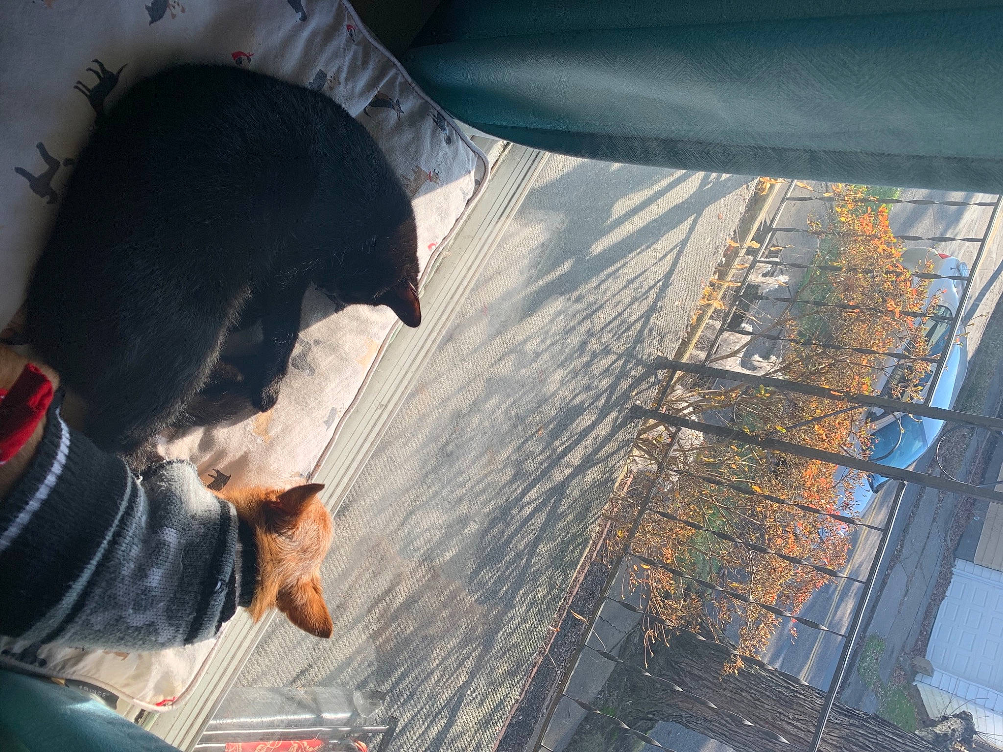 Nala is registered to the contest to win money with this photo: asphalt, automotive_tire, automotive_window_part, canidae, carnivore, dog, dog_breed, guard_dog, heat, hood, road_surface, shadow, snout, sporting_group, tail, tints_and_shades, vehicle_door, windshield, wood, working_animal