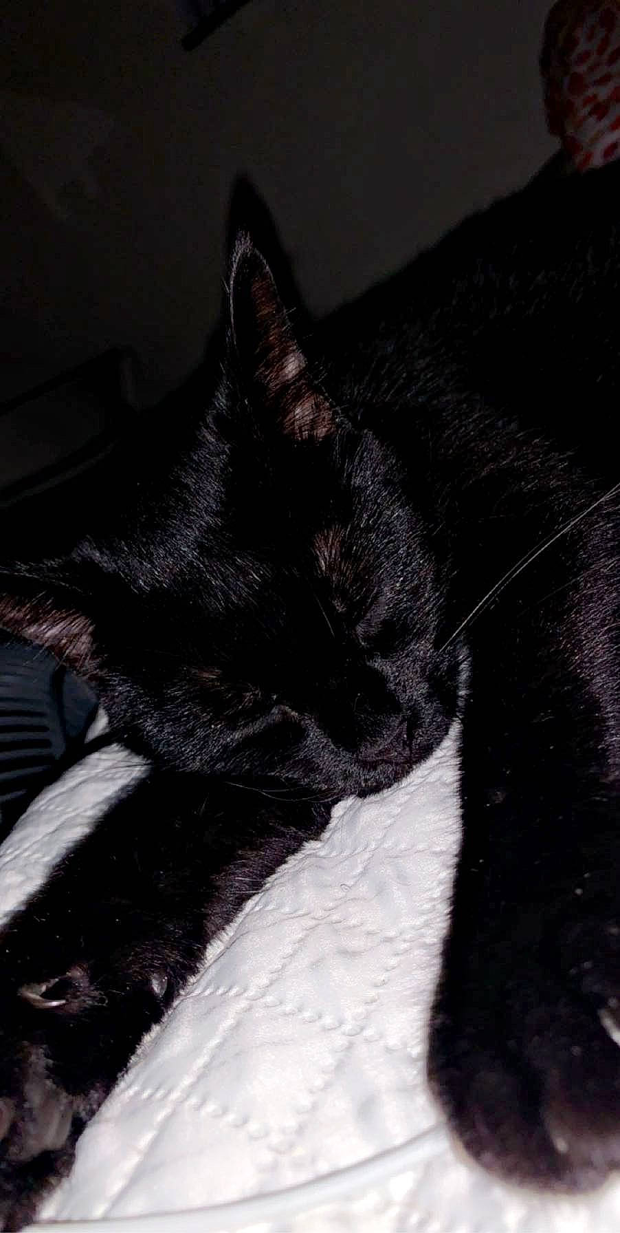 Nala joined the competition — help win amazing prizes! black_cat, bombay, carnivore, cat, claw, comfort, dog_breed, domestic_short_haired_cat, felidae, foot, fur, grey, mammal, monochrome, monochrome_photography, paw, small_to_medium_sized_cats, snout, tail, whiskers