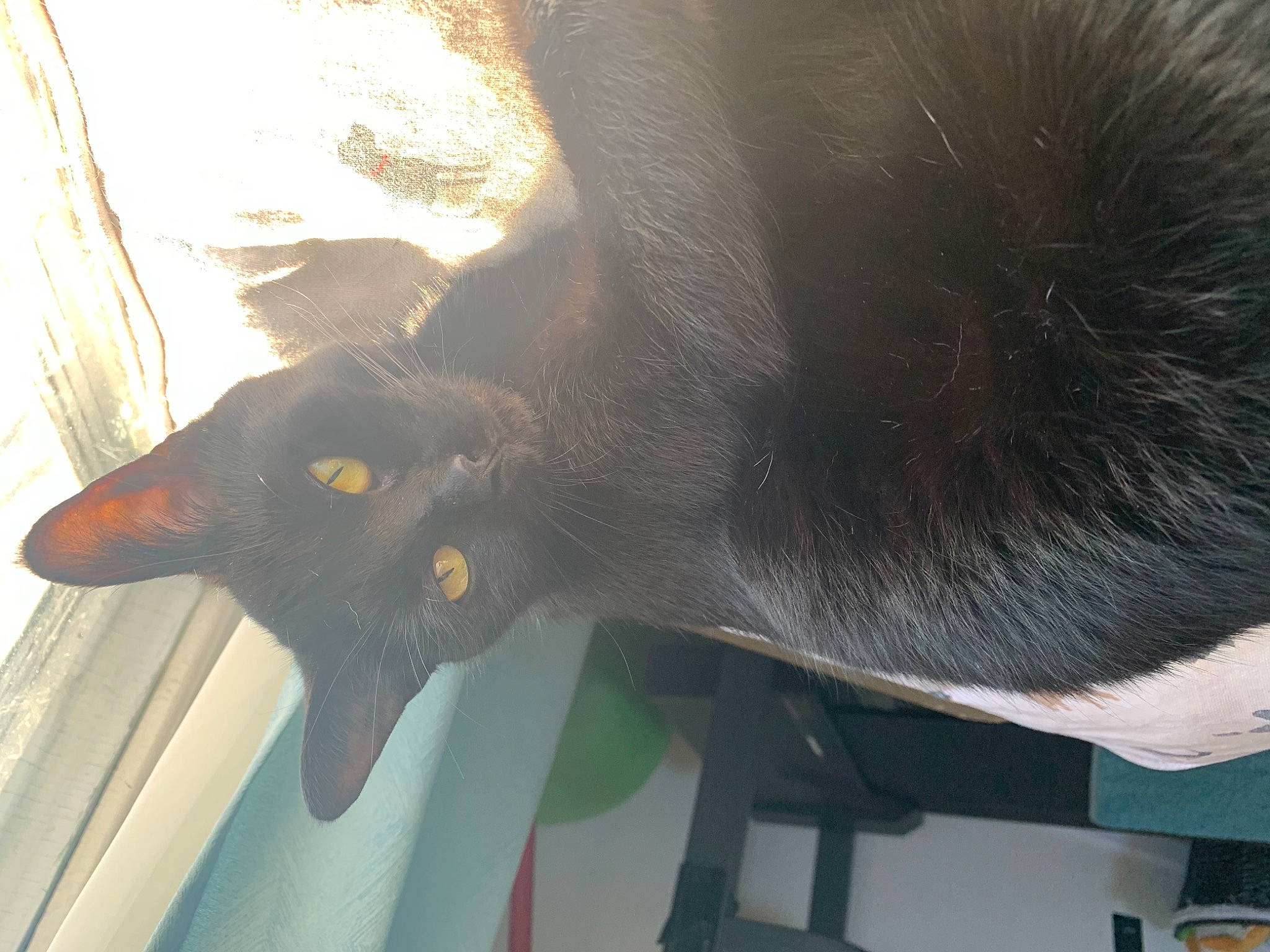 Nala is registered to the contest to win money with this photo: black_cat, bombay, carnivore, cat, dog_breed, domestic_short_haired_cat, fang, fashion_accessory, felidae, fur, gesture, hat, jaw, plant, small_to_medium_sized_cats, snout, tail, tints_and_shades, whiskers