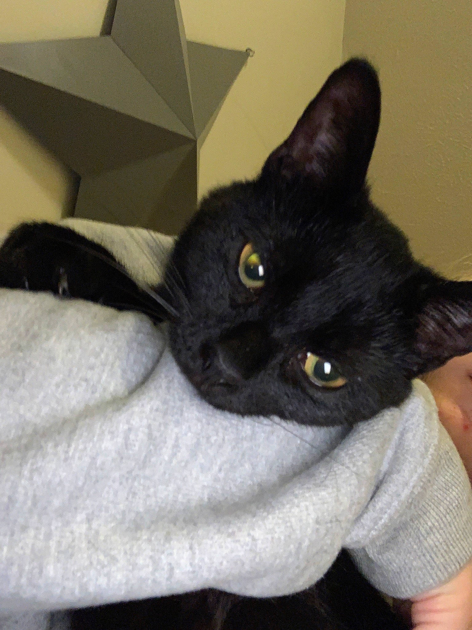 Nala joined the competition — help win amazing prizes! black_cat, bombay, carnivore, cat, comfort, domestic_short_haired_cat, felidae, fur, havana_brown, iris, small_to_medium_sized_cats, snout, tail, terrestrial_animal, whiskers