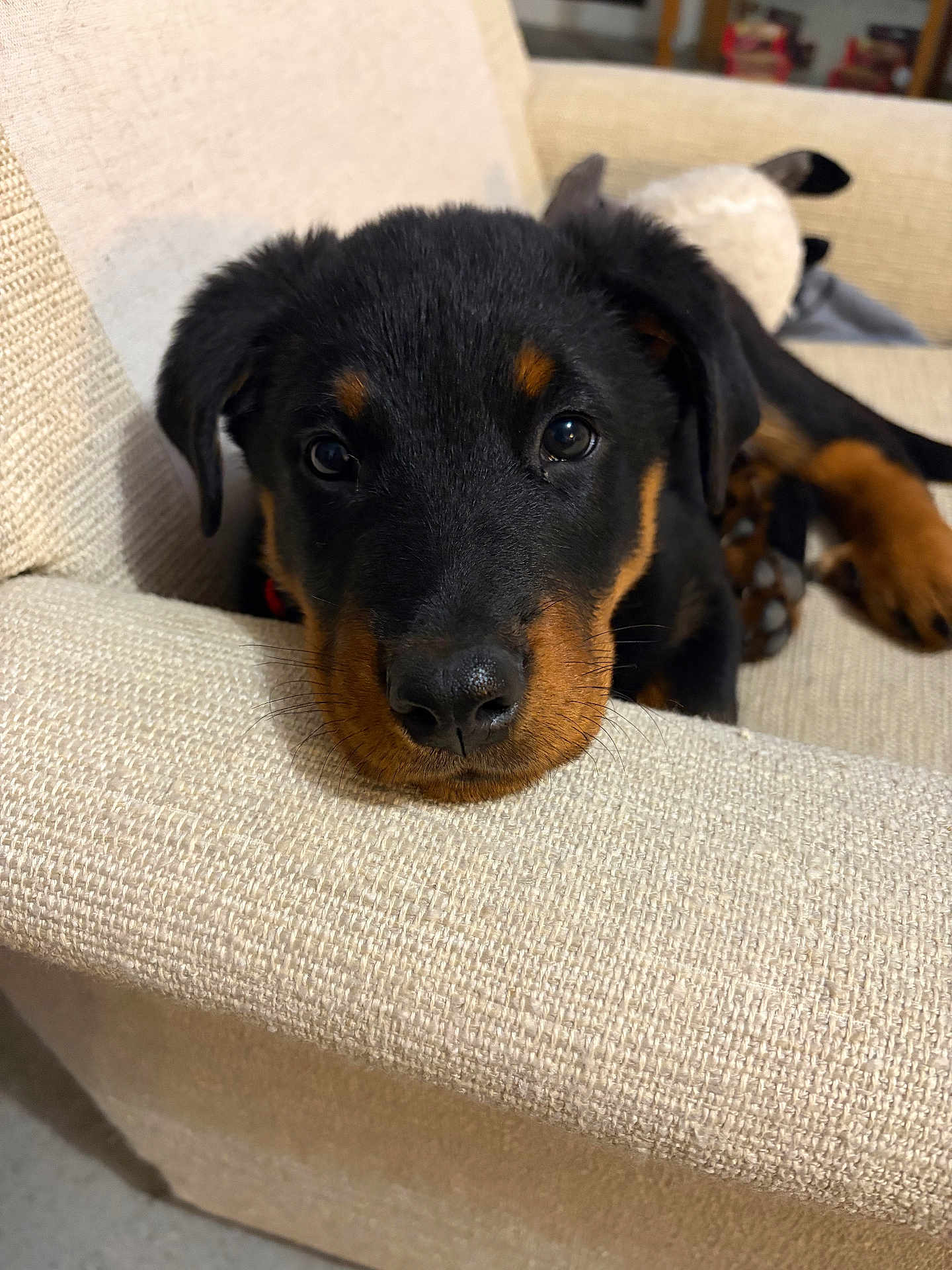 Arès a rejoint le concours — aidez-le/la à gagner de superbes lots ! puppy, dog, pet, black_and_tan, resting, couch, beige, close_up, indoor, cute, young, animal, fur, face, ears, nose, eyes, paw, relaxed, home