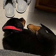 Arès a rejoint le concours — aidez-le/la à gagner de superbes lots ! puppy, dog, sleeping, collar, red_collar, floor, tile_floor, slippers, gray_slippers, furniture, wood_cabinet, cozy, indoor, pet, resting, cute, animal, domestic, companion, relaxing