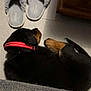 puppy, dog, sleeping, collar, red_collar, floor, tile_floor, slippers, gray_slippers, furniture, wood_cabinet, cozy, indoor, pet, resting, cute, animal, domestic, companion, relaxing