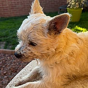 Fidji participe au concours pour gagner de l'argent avec cette photo : dog, animal, pet, fluffy, sunlight, outdoor, garden, grass, brick_wall, stone_surface, potted_plant, ears, fur, relaxed, side_view, small_dog, daylight, nature, canine, resting