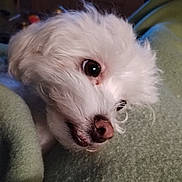 Emmanuel Lheraud a rejoint le concours — aidez-le/la à gagner de superbes lots ! dog, white_dog, close_up, pet, fluffy, blanket, indoor, cozy, cute, animal, fur, portrait, nose, whiskers, sleepy, resting, soft, companion, domestic, friend