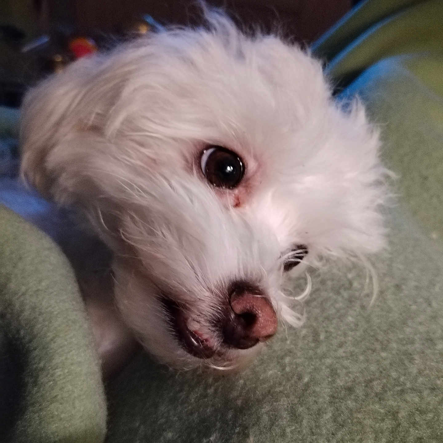 Emmanuel Lheraud a rejoint le concours — aidez-le/la à gagner de superbes lots ! animal, blanket, close_up, companion, cozy, cute, dog, domestic, fluffy, friend, fur, indoor, nose, pet, portrait, resting, sleepy, soft, whiskers, white_dog