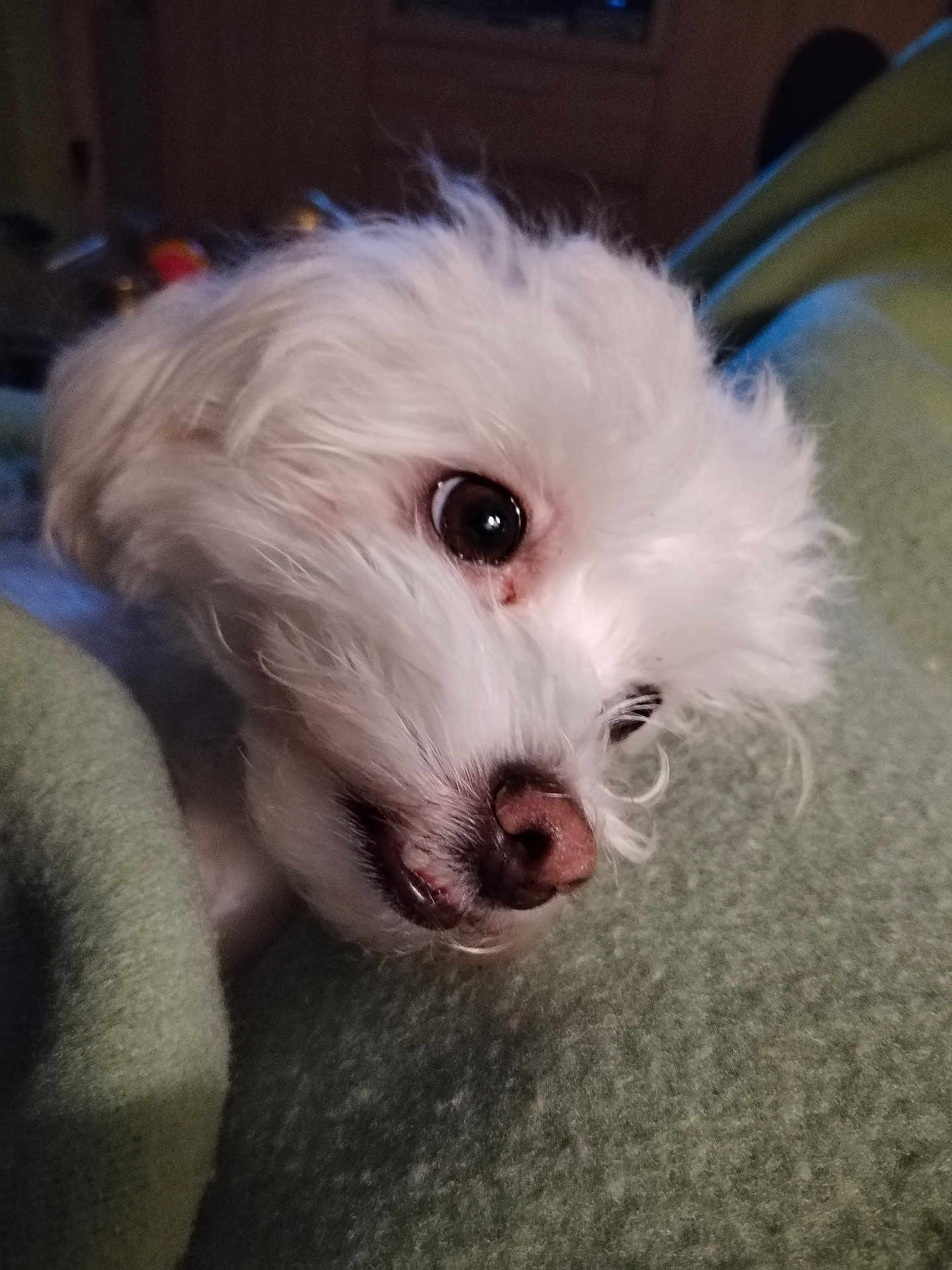 Emmanuel Lheraud a rejoint le concours — aidez-le/la à gagner de superbes lots ! dog, white_dog, close_up, pet, fluffy, blanket, indoor, cozy, cute, animal, fur, portrait, nose, whiskers, sleepy, resting, soft, companion, domestic, friend