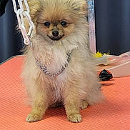 Chipie a rejoint le concours — aidez-le/la à gagner de superbes lots ! dog, puppy, pomeranian, fluffy, chain_collar, orange_mat, pet, animal, small_dog, indoor, cute, fur, face, sitting, looking, adorable, pet_accessory, background, black, metal
