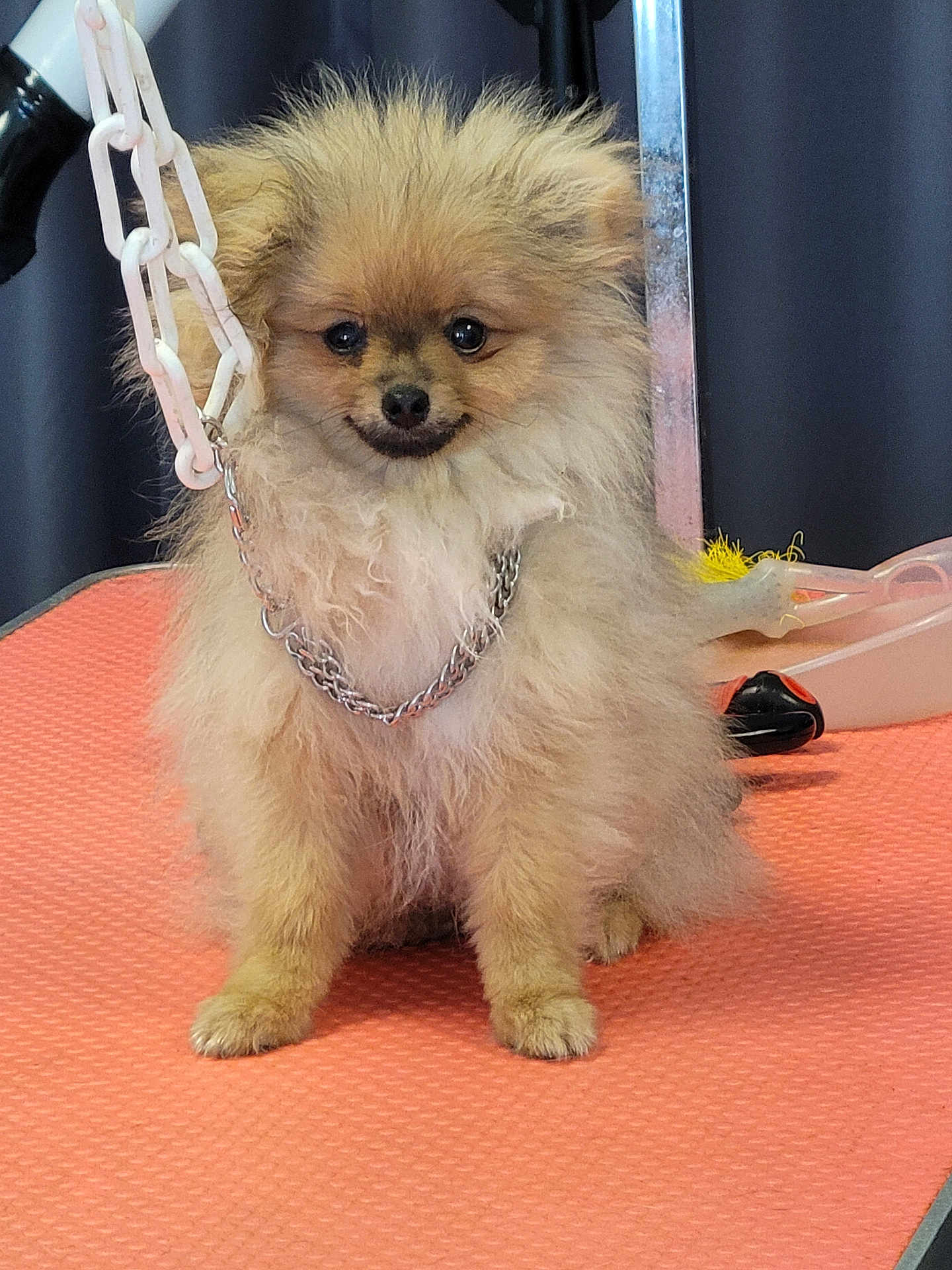 Chipie a rejoint le concours — aidez-le/la à gagner de superbes lots ! dog, puppy, pomeranian, fluffy, chain_collar, orange_mat, pet, animal, small_dog, indoor, cute, fur, face, sitting, looking, adorable, pet_accessory, background, black, metal