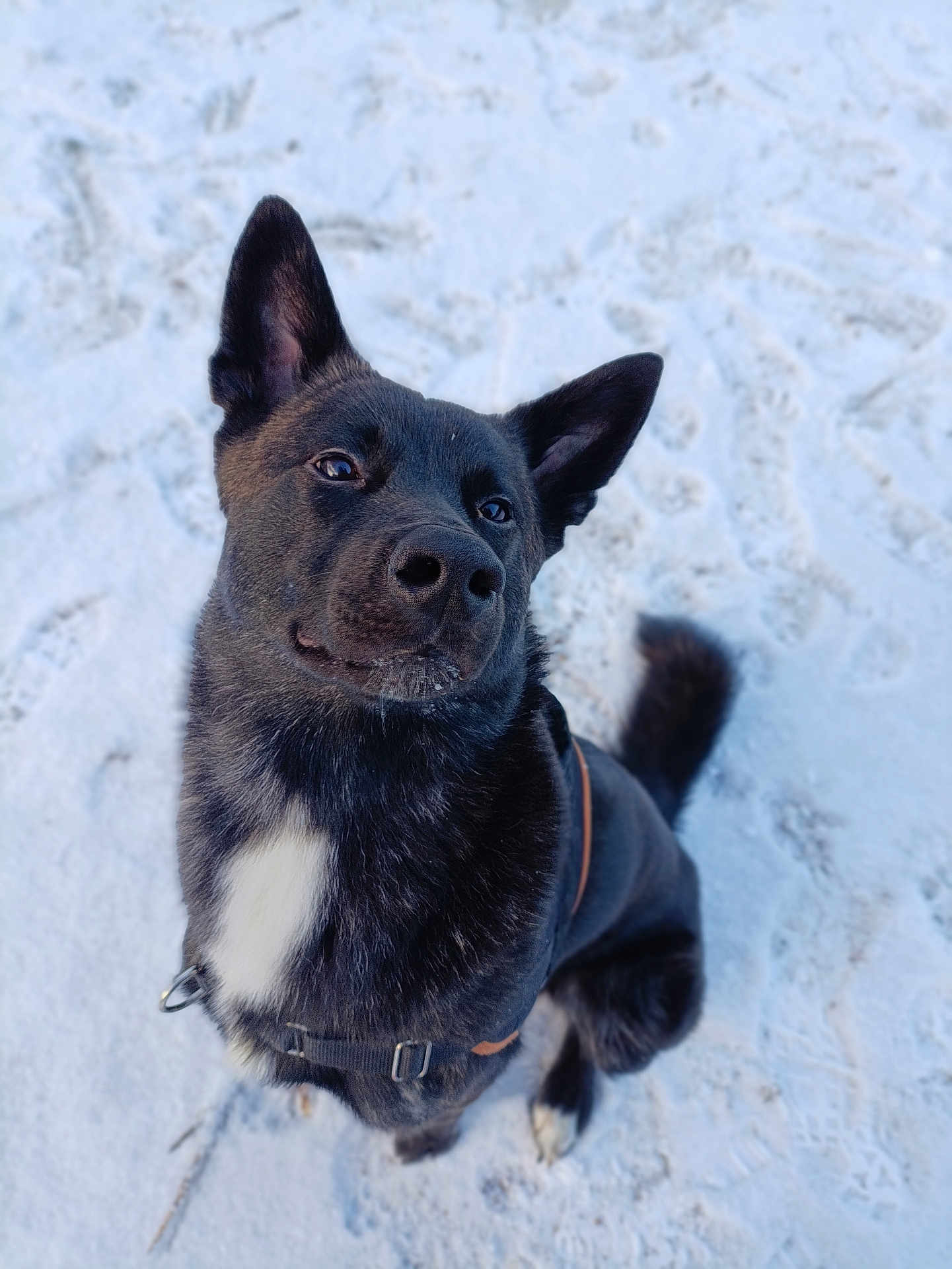 Rio participe au concours pour gagner de l'argent avec cette photo : dog, black_dog, white_patch, snow, snowy_ground, harness, pet, animal, outdoor, canine, ears, fur, paw, tail, looking_up, attentive, cute, winter, nature, companion