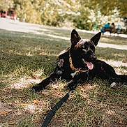 Rio participe au concours pour gagner de l'argent avec cette photo : dog, black_dog, grass, leash, park, outdoor, sunlight, nature, canine, pet, collar, tongue_out, relaxed, summer, shade, tree, animal, mammal, daytime, resting